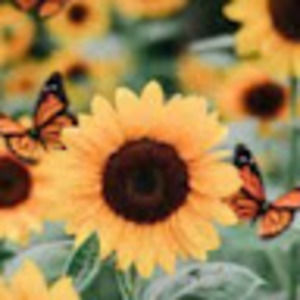 Meet your Posher, Iicharlotteveinot